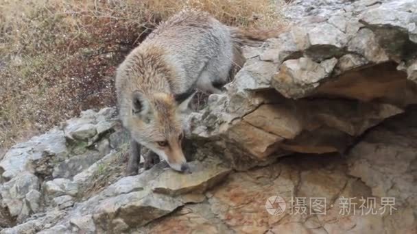 狐狸在岩石上行走视频