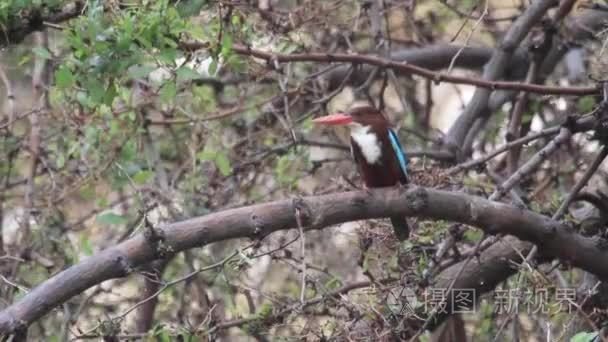 小鸟坐在树枝上视频