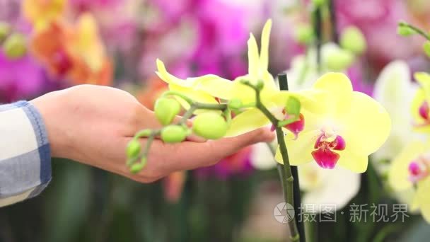 女人用手抚摸兰花花卉园视频