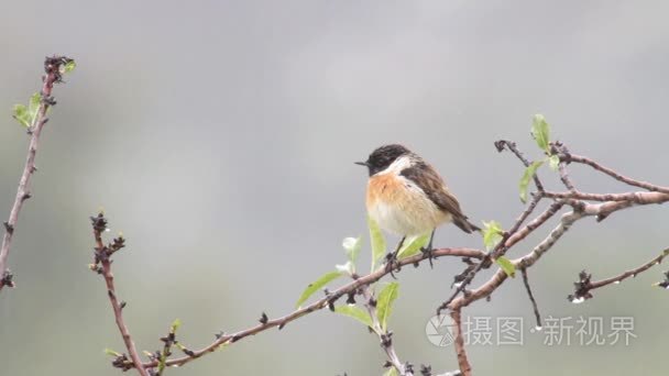 小鸟坐在树枝上视频