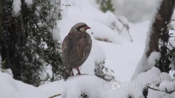 小鸟坐在雪视频