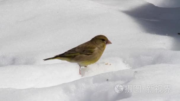 小鸟吃雪视频