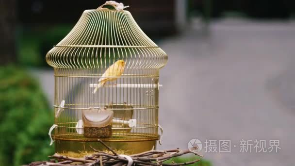 伦敦金丝雀视频大全