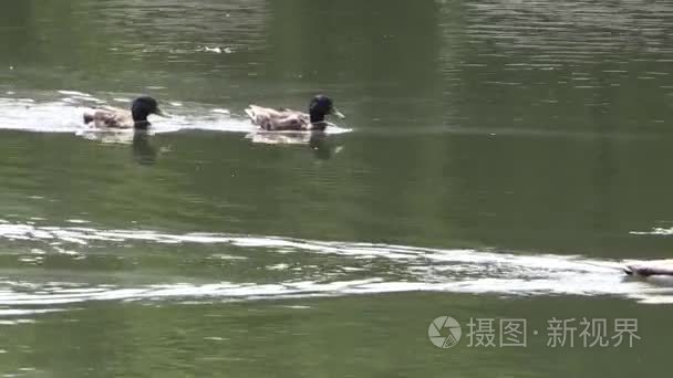 在池塘里游泳的大鸭视频