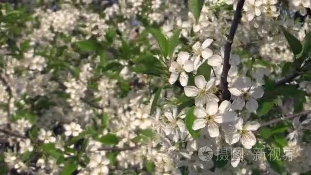 盛开的苹果树分支背景视频