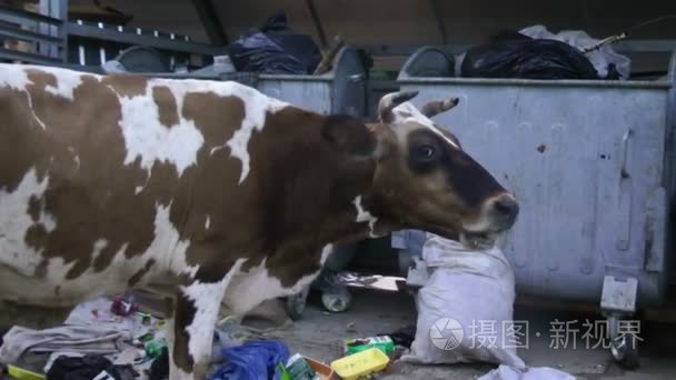 奶牛在吃垃圾视频