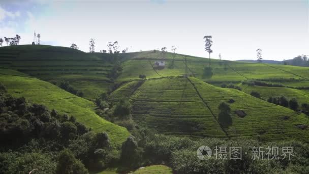 拣茶种植园，在 2016 年 1 月在努瓦拉埃利亚，斯里兰卡