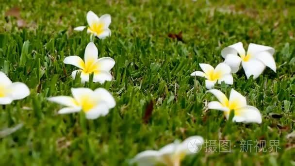 多莉在鸡蛋花鸡蛋花绿草背景