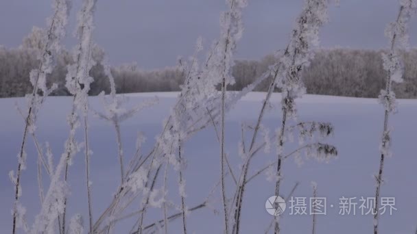 结霜的草秆在冬天的字段视频