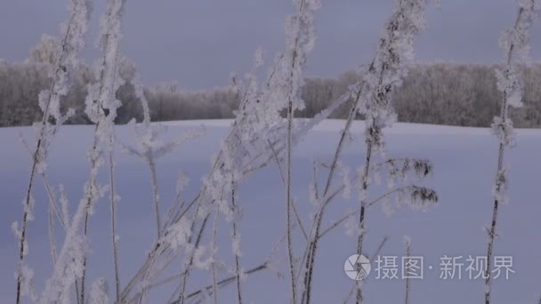 结霜的草秆在冬天的字段