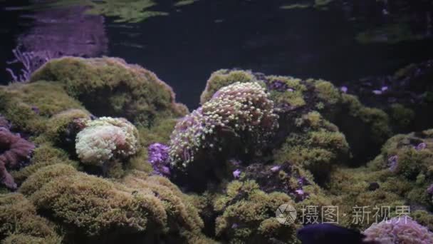 海葵海藻在水之下视频