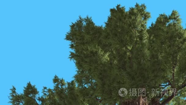 西杜松冠下来了常绿针叶树是在风绿色 Needle-Like Scale-Like 叶杜蓟马树的摇摆来在刮风的日子