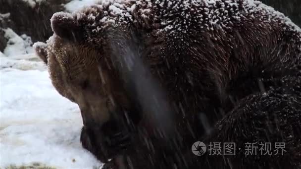 棕色的熊在自然冬天的雪视频