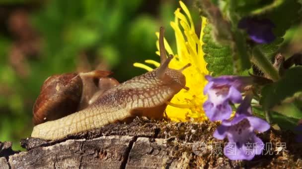 蜗牛在春天时间与蒲公英的花视频
