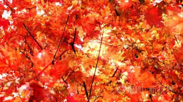 深秋季节自然背景视频