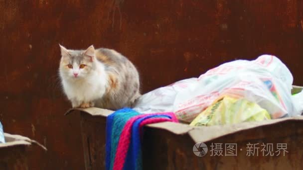 在垃圾桶上的印花布野猫视频