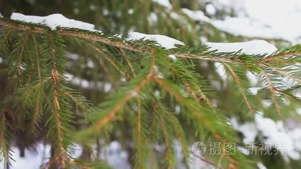 冷杉的枝上雪冬季视频