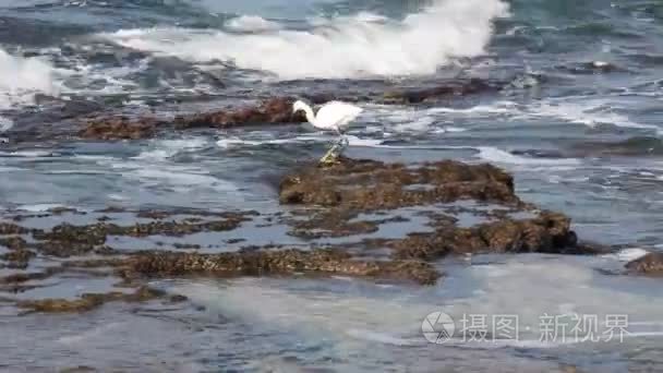 苍鹭捕捉海里的鱼视频