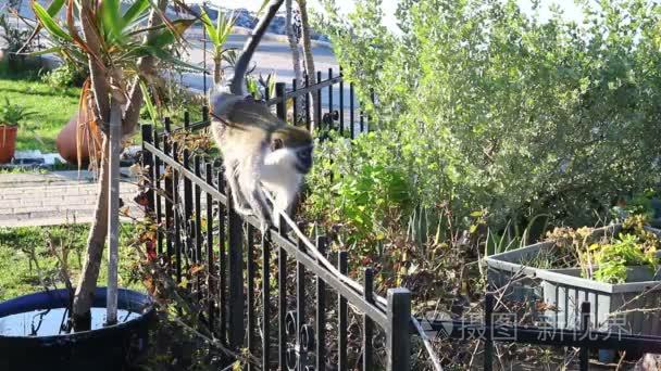 宠物猴子和动物饲料视频