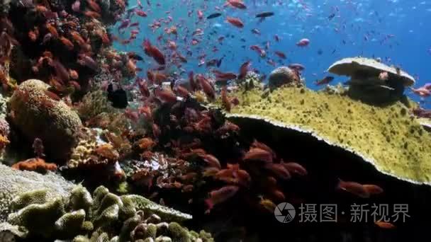 在热带礁石上的蓝色和红色鱼群视频