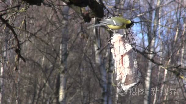 大山雀啄猪油在金属的喂鸟器视频