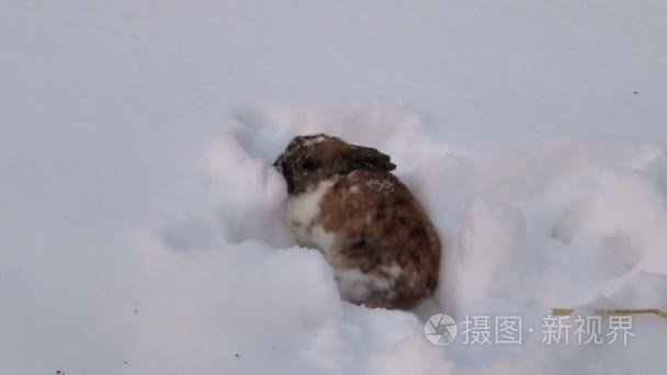 兔子挖洞穴在雪中视频