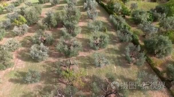 空中拍摄以上橄榄树在夏天