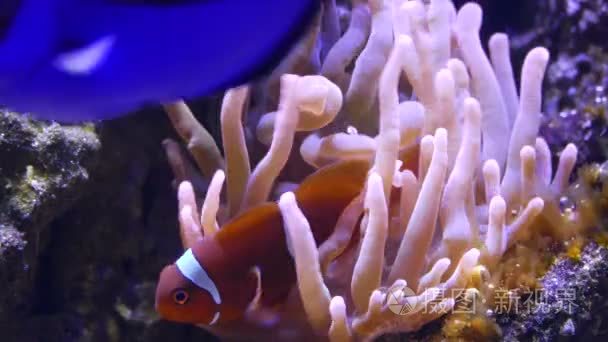 美丽的小丑鱼游泳底下的珊瑚视频