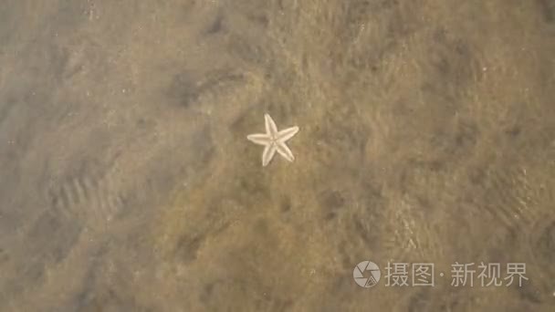 海星在清洁的水和光的反射