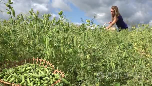 农民女人女孩柳条篮子拿成熟豌豆荚。4 k