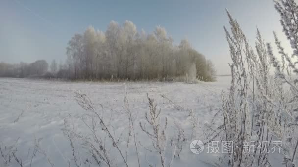 白霜覆盖景观树木，时间推移 4 k