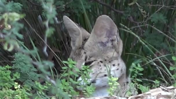 薮猫中型非洲野生猫科动物视频
