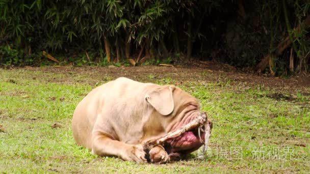 纯种那不勒斯獒犬与原料的骨视频