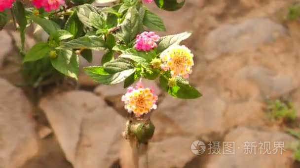 从花花粉喂养的蜂鸟