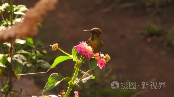 多彩蜂鸟与自然背光的一朵花