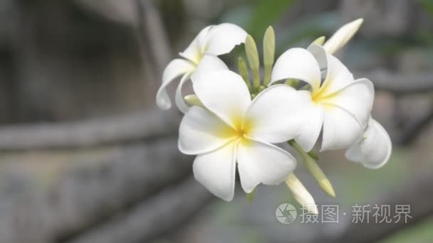 鸡蛋花光风流量视频