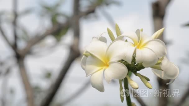 鸡蛋花光风流量视频