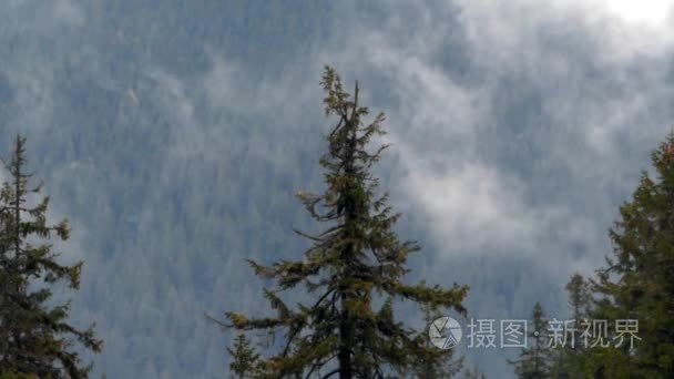 松树的山水流云为背景视频