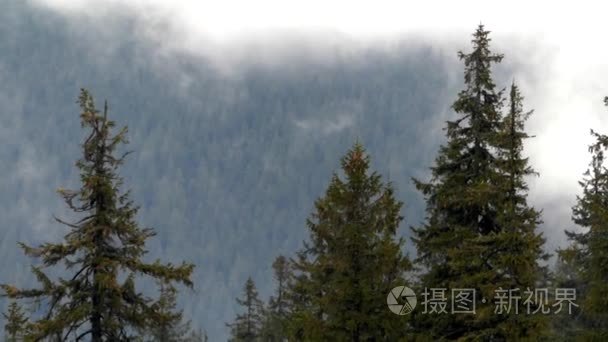 松树的山水流云为背景视频