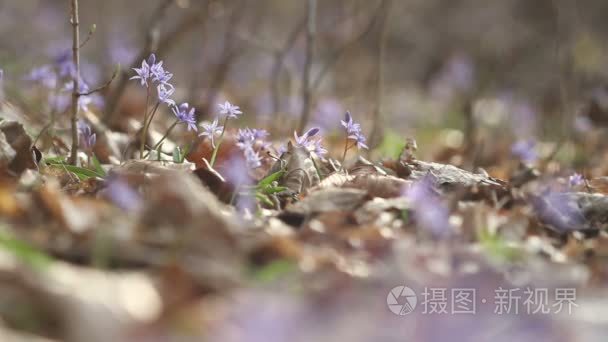 盛开的春天的花朵在自然视频