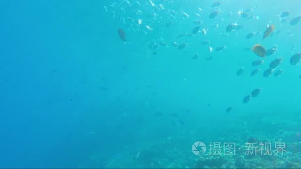 红海海底世界视频