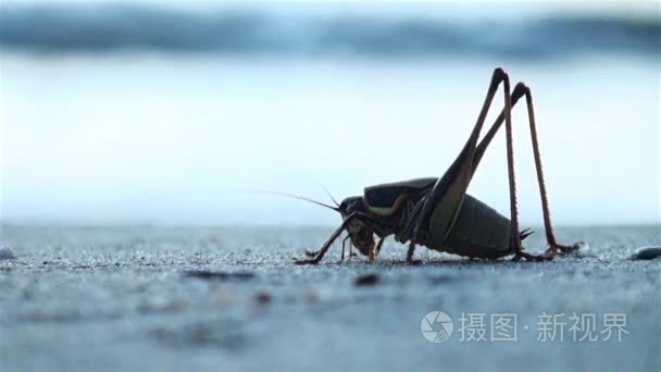 蚱蜢在海边日出视频