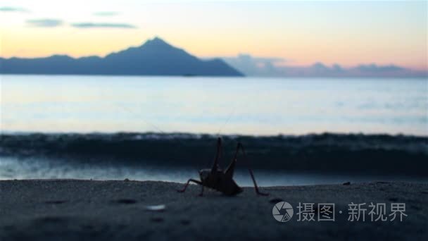 蚱蜢在海边日出视频