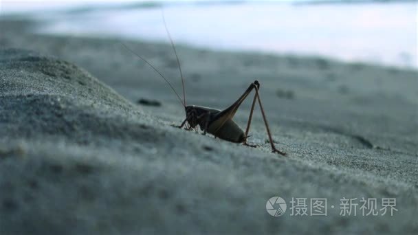 蚱蜢在海边日出视频