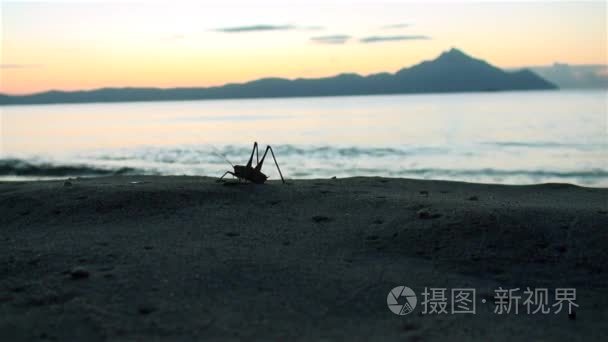 蚱蜢在海边日出视频