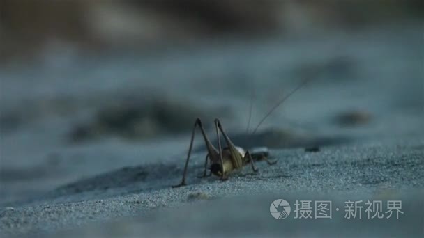 蚱蜢在海边日出视频