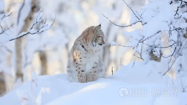 在寒冷的冬天森林的山猫幼崽