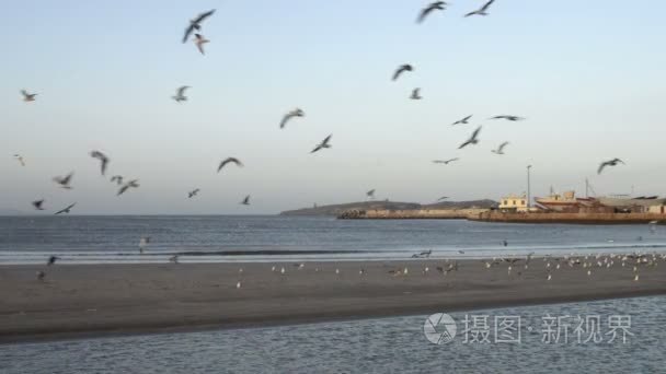 在早晨的阳光与飞海鸥海洋海滩视频