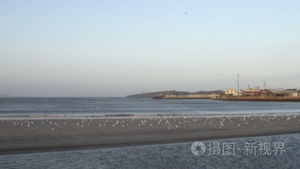 在早晨的阳光与飞海鸥海洋海滩视频