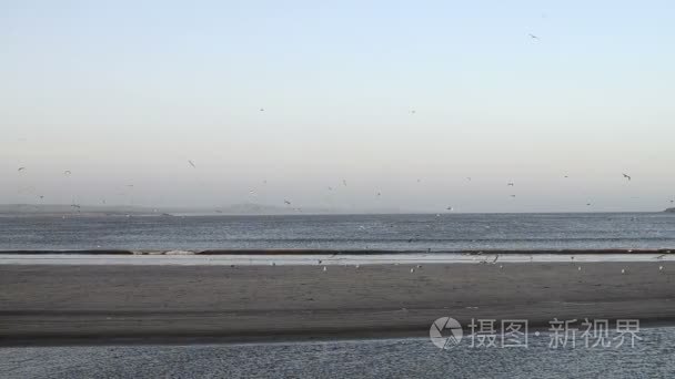 在早晨的阳光与飞海鸥海洋海滩视频